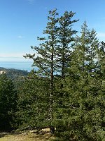 Pseudotsuga menziesii  - Douglas Fir