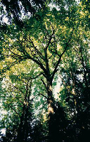 Acer macrophyllum - Big Leaf Maple