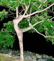 Women's Arboriculture Conference 2012 - woman tree