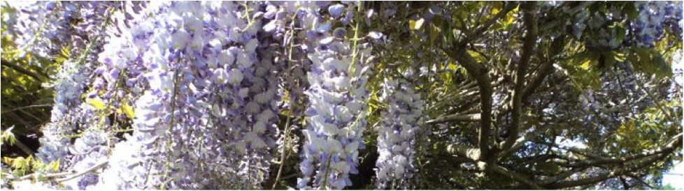 lilac